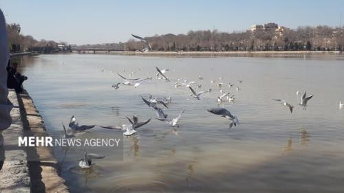 رهاسازی ۱۹ پرنده شکاری در زیستگاه های طبیعی شرق تهران