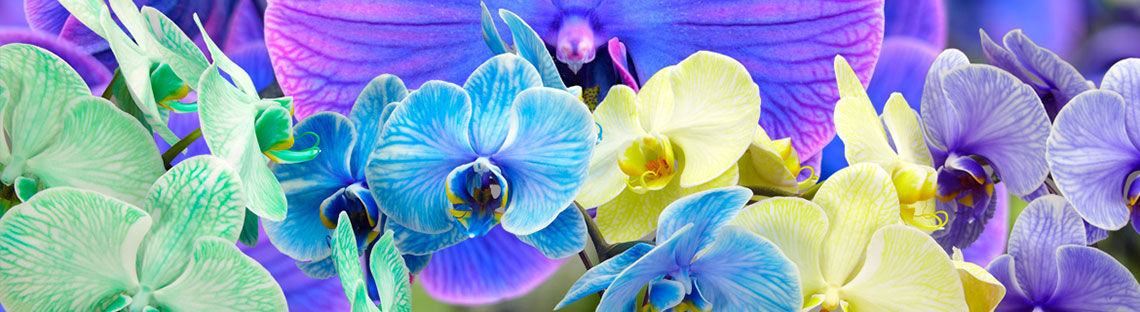 گل ارکیده Gol Orkideh