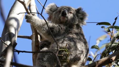 تخریب محیط زیست تهدیدی برای گونه های جانوری استرالیا