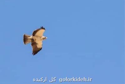 برای نخستین بار در خراسان رضوی جوجه آوری عقاب پرپا مستندسازی شد