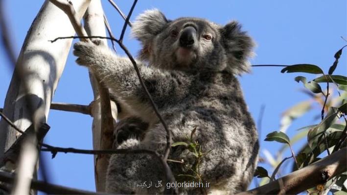 تخریب محیط زیست تهدیدی برای گونه های جانوری استرالیا