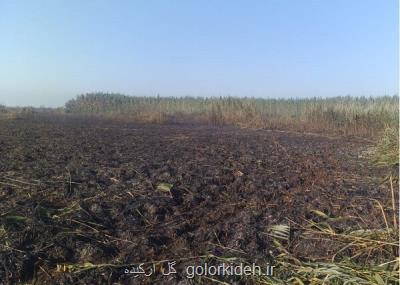 آرامش به تالاب انزلی بازگشت