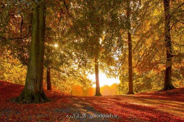 پاییز کاذب شروع شده است؟