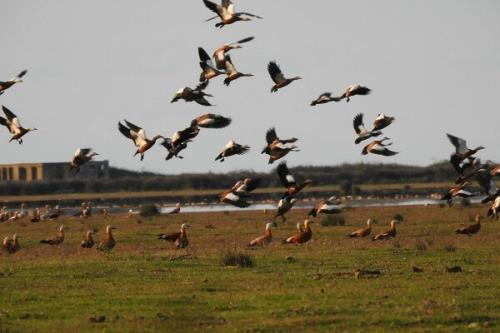 مهاجرت بیش از ۳۰ هزار پرنده به پارک ملی بوجاق گیلان