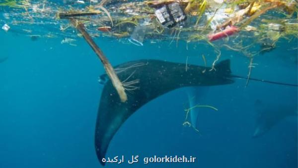 نهنگ ها قربانیان آلودگی پلاستیکی در اقیانوس ها