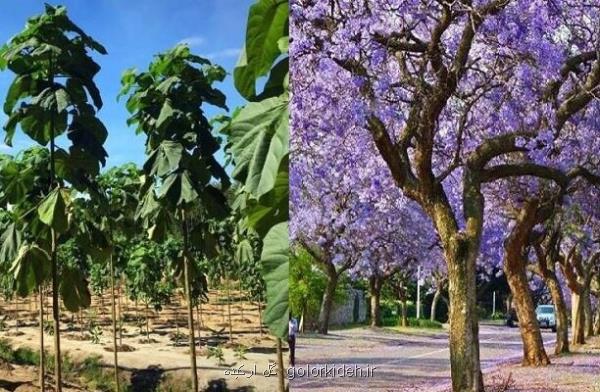 ممنوعیت کاشت درخت مهاجم پائولونیا در رودسر