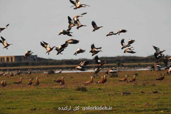 مهاجرت بیش از ۳۰ هزار پرنده به پارک ملی بوجاق گیلان