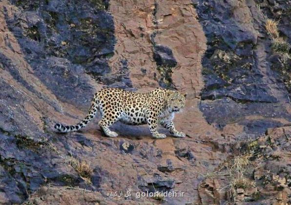 جزییات مرگ یک پلنگ در ارتفاعات واریان