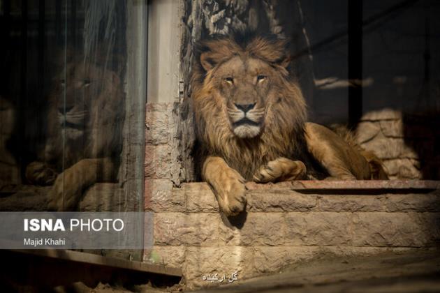 باغ وحش های کشور رتبه بندی می شوند