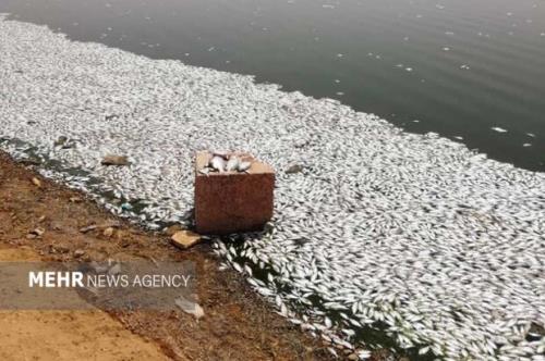 علت مرگ ماهی ها در منطقه حفاظت شده دز تشریح شد