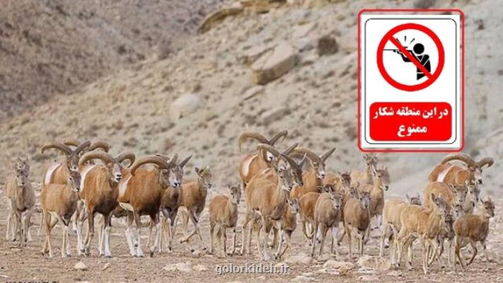 تمدید ۵ ساله وضعیت شکار ممنوع برای حیات وحش عمارلو