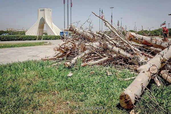 ماجرای خشک شدن درختان میدان آزادی چه بود؟
