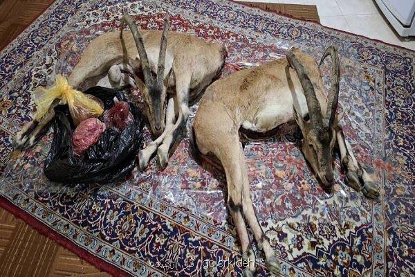 دستگیری شکارچیان غیر مجاز در فیروزکوه با کشف لاشه دو کل وحشی