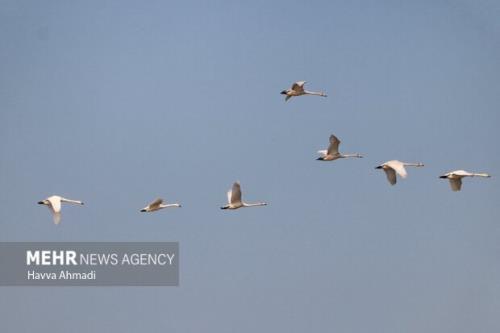 مهمانی پرندگان مهاجر در پناهگاه حیات وحش عباس آباد نائین