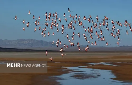 بال های گم شده در کویر پرندگان مهاجر زاینده رود را فراموش کردند
