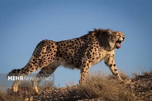 راهکارهای تخصصی نجات آخرین بازمانده یوزپلنگ ایرانی در توران بررسی گردید