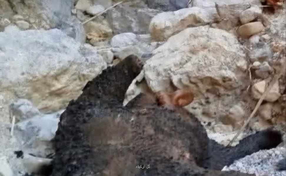 خرس 5 ساله سوزانده شد