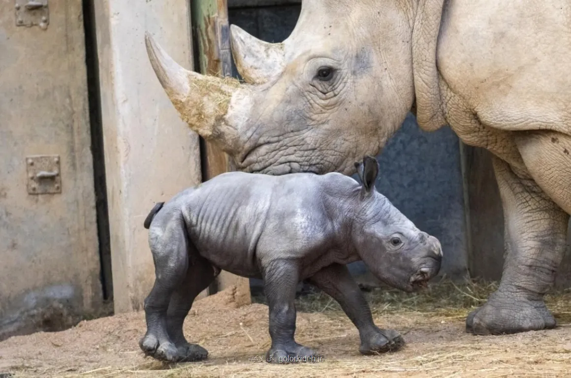 تولد بچه کرگدن سفید در یک باغ وحش، عکس