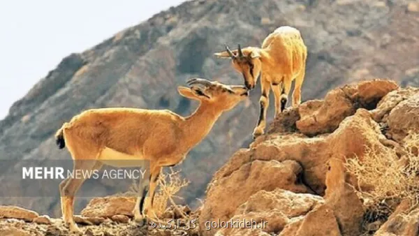 حیات وحش در زمستان به روستاها نزدیک تر می شود