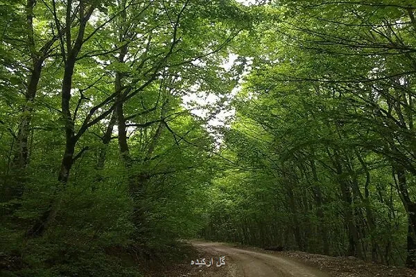 هشدار نسبت به حمل و نقل غیرقانونی جانوران وحشی در ناوگان عمومی
