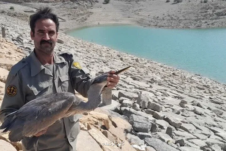 حواصیل خاکستری بعد از درمان به زیستگاه دالانکوه بازگشت