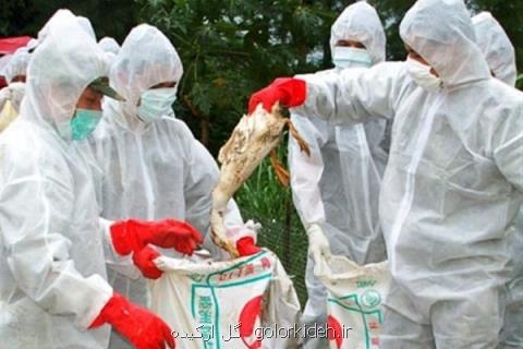مشاهده پرندگان مبتلا به آنفلوانزا در چیتگر، دامپزشكی در آماده باش