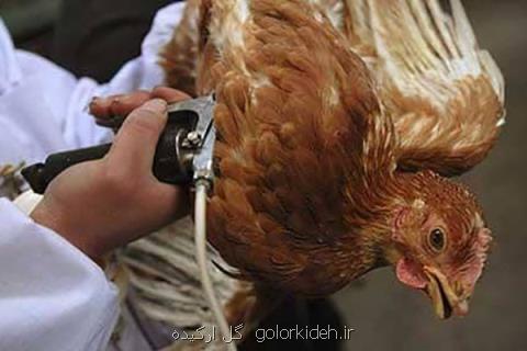 عدم جبران آسان صدمه های اقتصادی ناشی ازآنفلوانزای پرندگان