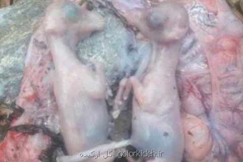 شكارچیان به بز آبستن رحم نكردند