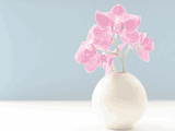 حیات وحش تالاب شادگان متاثر از خشكسالی در معرض نابودی است