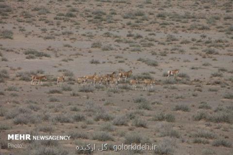 ۵ گور سالم طرح احیای گورخر فرار كردند
