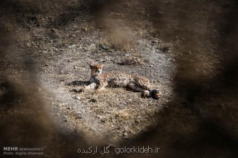 نشست امكان سنجی حاملگی یوز در اسارت برگزار گردید