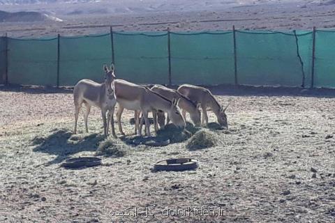 توضیحات معاون سازمان محیط زیست درباره فاز دوم انتقال گورخر