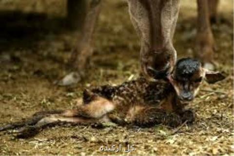 تولد مرال ماده در پارك طبیعت گردی لوندویل آستارا