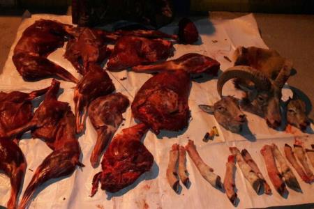 دستگیری شكارچیان غیر مجاز در سرخه