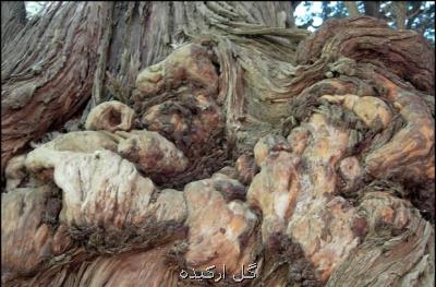 شناسایی نزدیك به 2 هزار درخت كهنسال در ایران