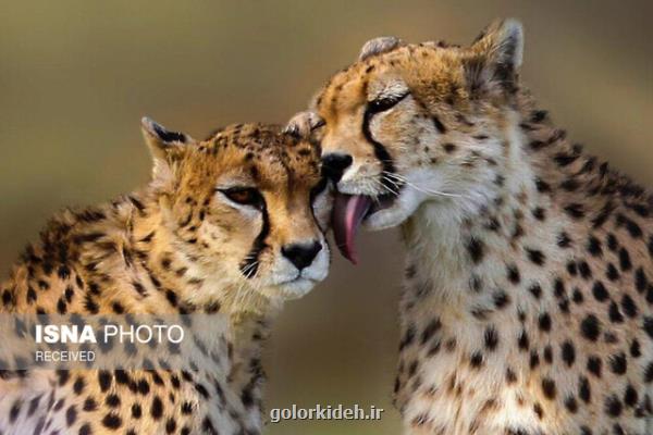 آخرین تلاش ها برای حفظ یوز ایرانی