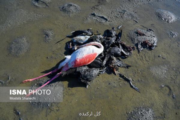 مشخص شدن علت مرگ 8000 پرنده در میانكاله