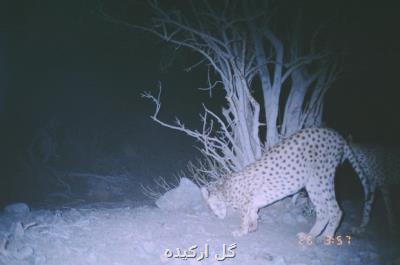 حفاظت از یوز آزمون و خطا بر نمی تابد