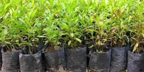 تولید بیشتر از یك میلیون و ۸۹۱ هزار اصله نهال در مازندران