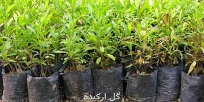تولید بیشتر از یك میلیون و ۸۹۱ هزار اصله نهال در مازندران