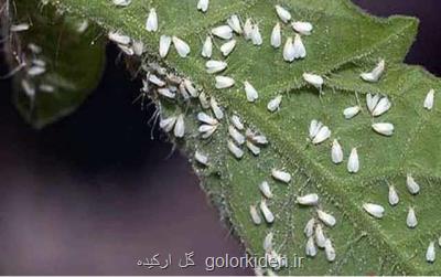 آیا جمعیت سفیدبالك ها باردیگر طغیان می كند؟